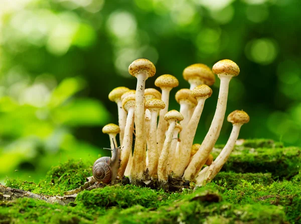 Mushrooms honey agaric — Stock Image Mushrooms honey agaric Stock Image