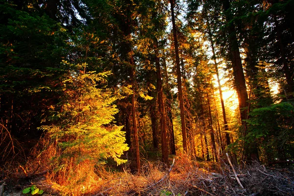 Herfst zonsondergang — Stockfoto