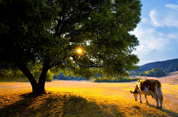 Bulgarian cow landscape