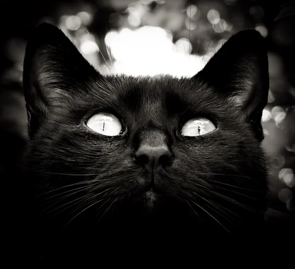 Retrato de gato preto — Fotografia de Stock