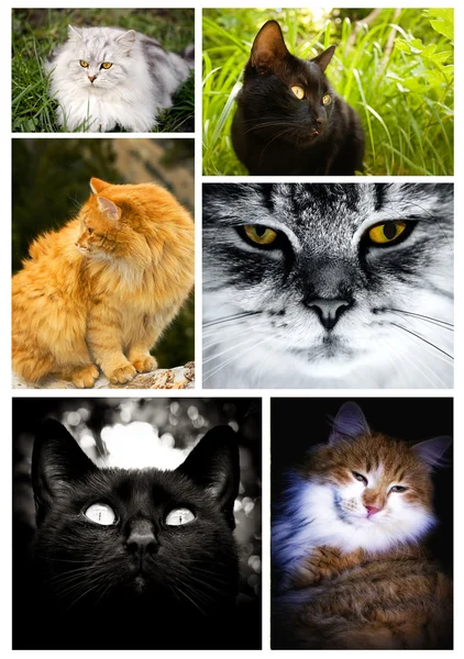 Katzencollage — Stockfoto