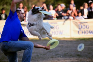 Sofia, Bulgaristan-7 Kasım: bir frizby köpek yakalama köpek göstermek, olay 30 Kasım 2012 Sofya, Bulgaristan