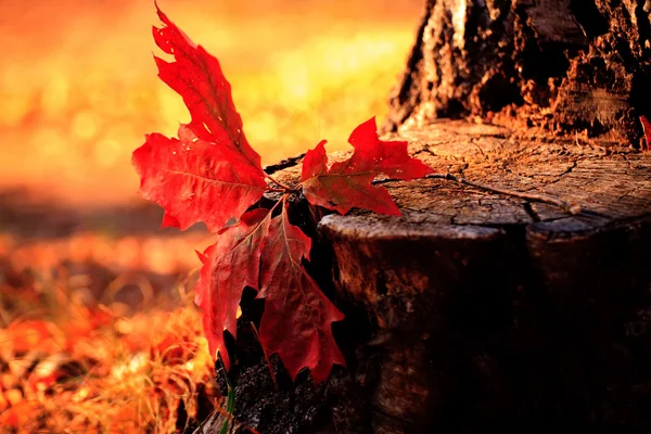 Hoja de otoño 2 —  Fotos de Stock