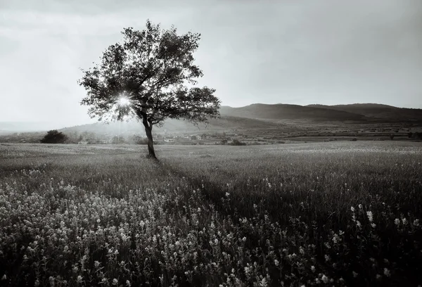 Černé slunce — Stock fotografie