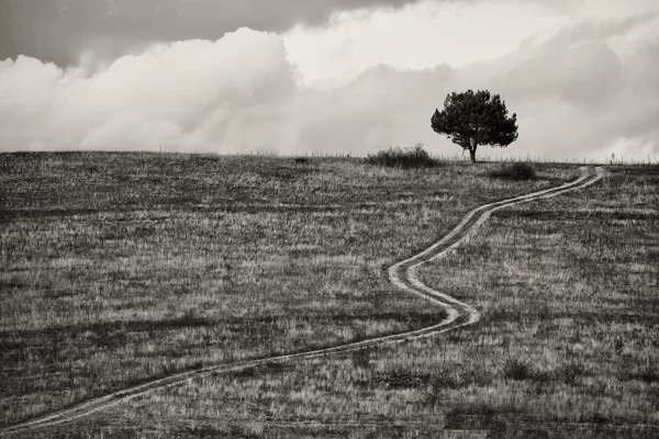 Imagen en blanco y negro del campo — Foto de Stock