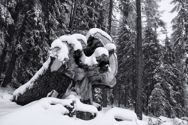 Forêt noir et blanc — Photo