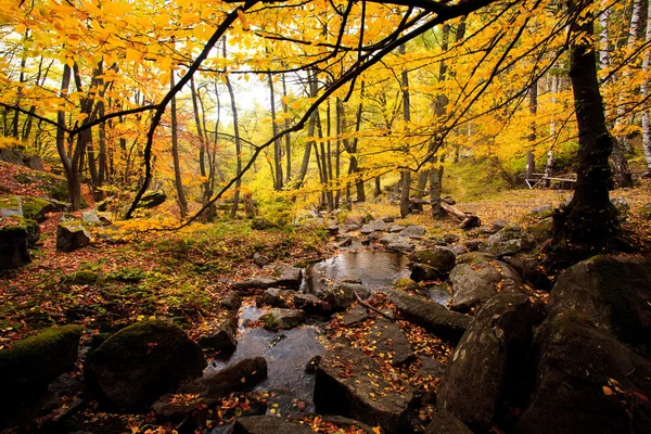 Altın orman — Stok fotoğraf