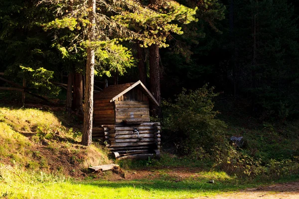 Primavera della foresta — Foto Stock