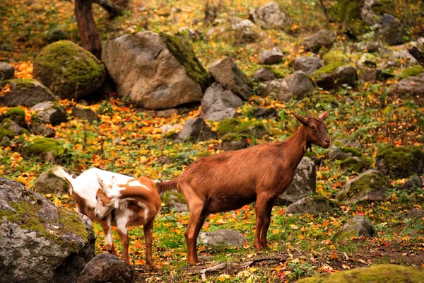 Bulgarian forest — Stock Photo, Image