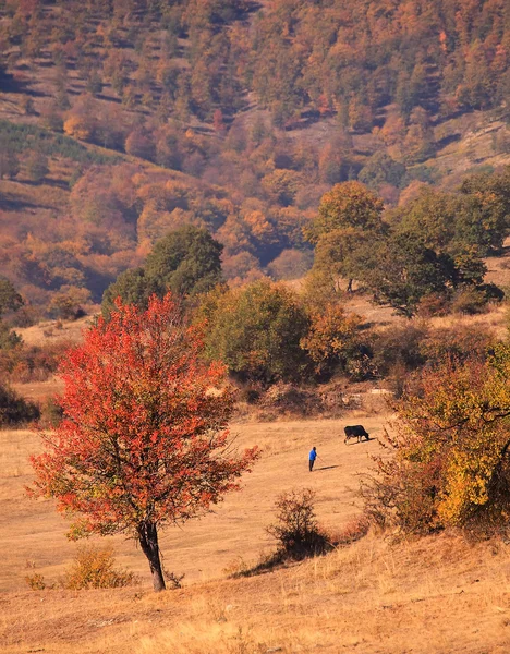 Herfst verticale landschap — Stockfoto