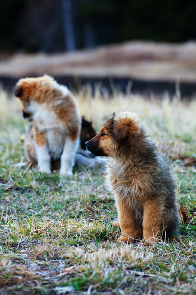 To hunde - Stock-foto