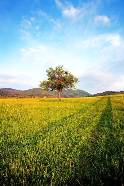 Paisagem vertical — Fotografia de Stock