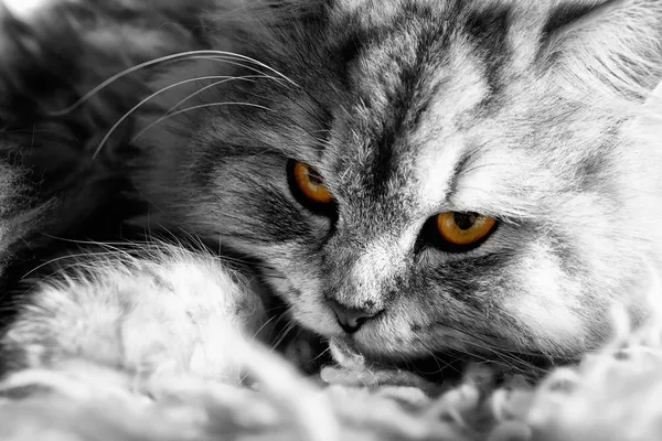 Retrato de gato — Fotografia de Stock