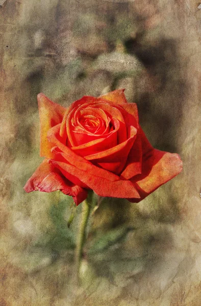 Textured rose — Stock Photo, Image
