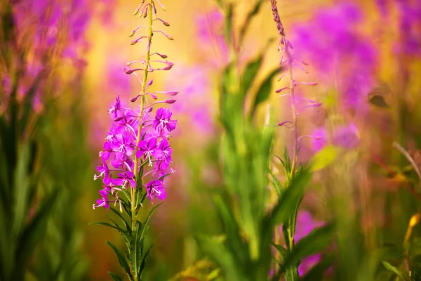 Wild flower — Stock Photo, Image