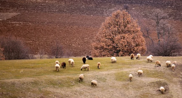 Sheep goat — Stock Photo, Image