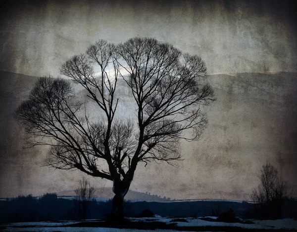 Ensam texturerat träd — Stockfoto