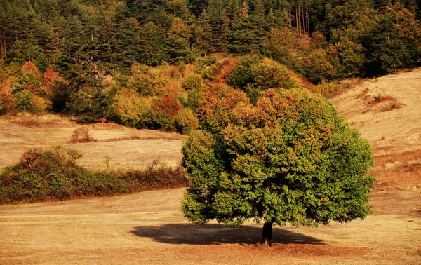 Bos boom — Stockfoto