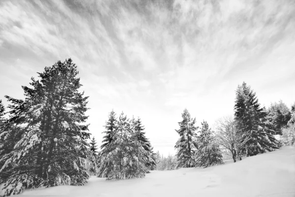 Inverno preto e branco — Fotografia de Stock