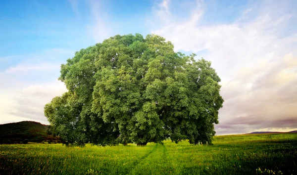 Alone summer tree — Stock Photo, Image