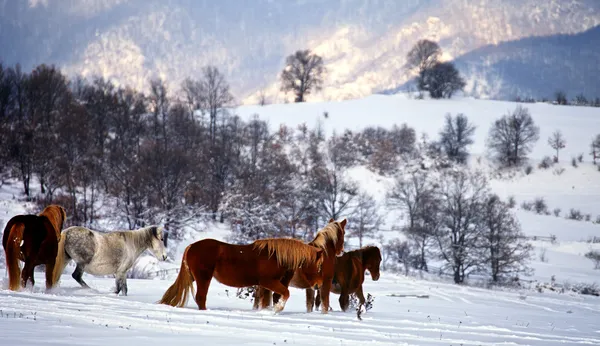 Cheval paysage panoramique — Photo