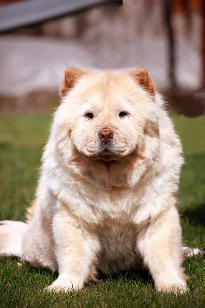 中国尨图库照片 免版税中国尨图片 Depositphotos