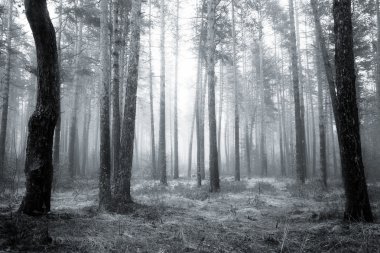 BW orman