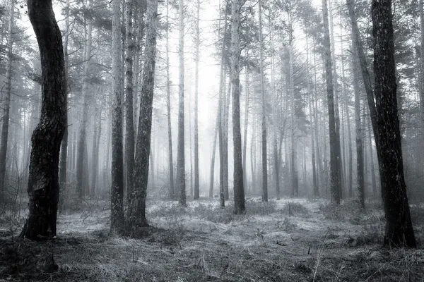 BW skog — Stockfoto