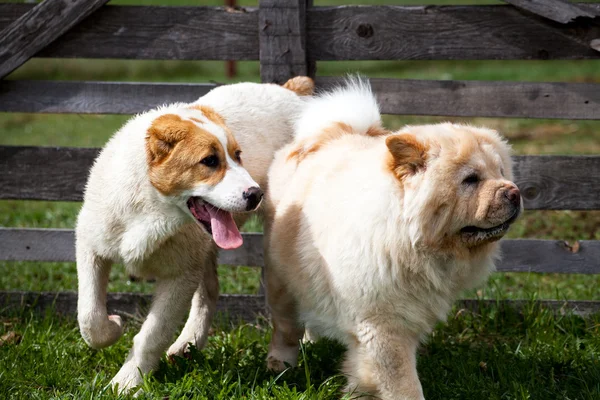 Две маленькие собаки — стоковое фото
