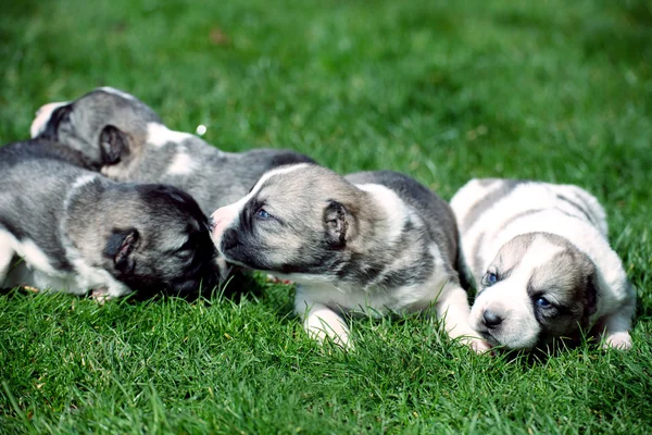 Several baby dog — Stock Photo, Image