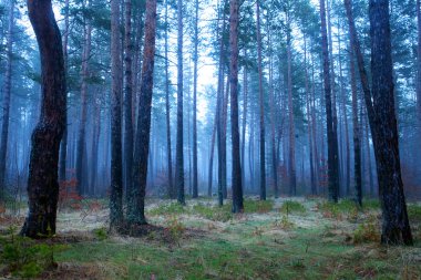 fogy forest