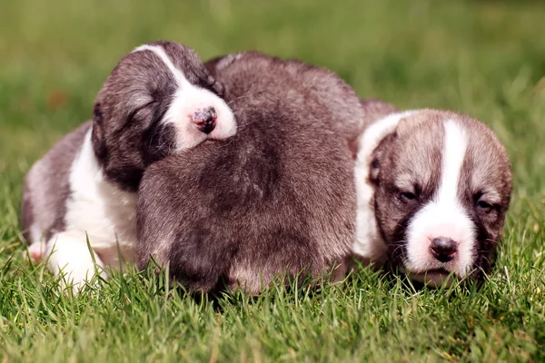 Lindo bebé perros —  Fotos de Stock