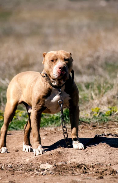 Pit bull stráž — Stock fotografie