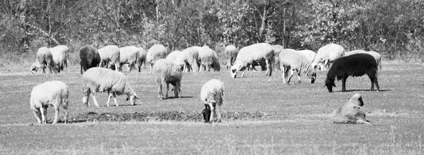 काळी मेंढी — स्टॉक फोटो, इमेज