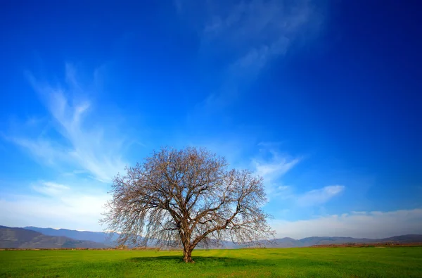 Yalnız ağaç bahar zamanı