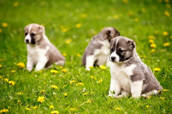 Cuccioli — Foto Stock