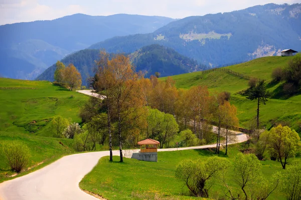 Forest road — Stock Photo, Image