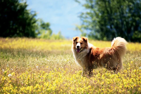 Carino cane — Foto Stock