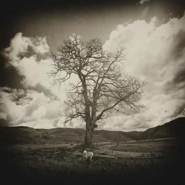 Spooky tree — Stock Photo, Image