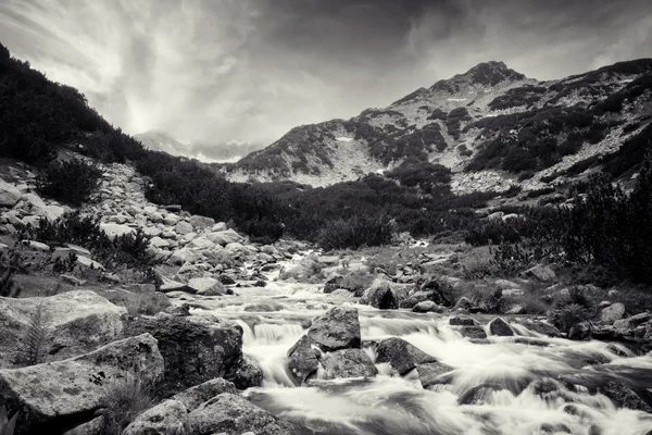 BW příroda — Stock fotografie