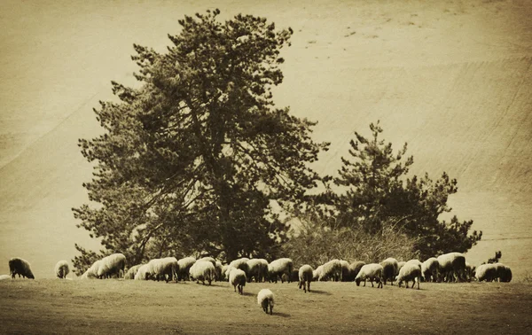 Vintage ovini sfondo — Foto Stock