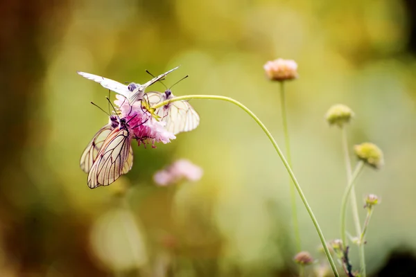 Flower and butterfly — Stock Photo, Image