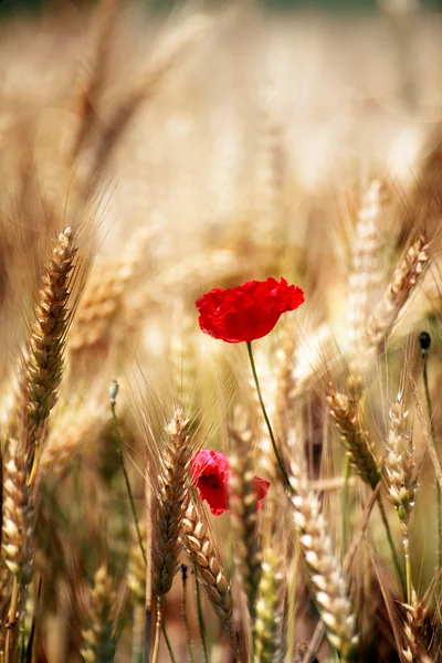 Rosso papavero fiore sfondo — Foto Stock