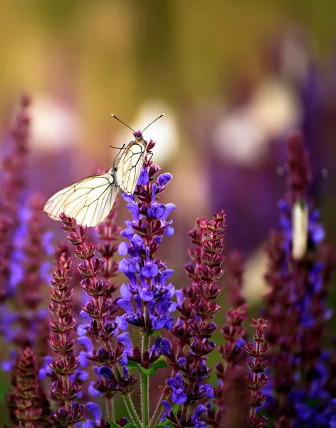 Borboleta de primavera — Fotografia de Stock