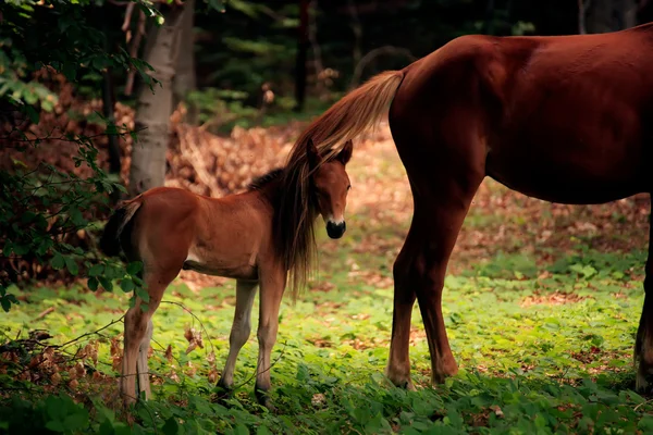 Bayi kuda — Stok Foto