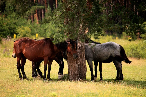 Pferde — Stockfoto