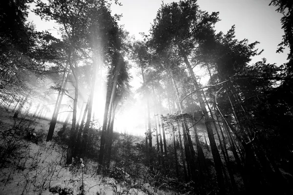 BW peyzaj — Stok fotoğraf