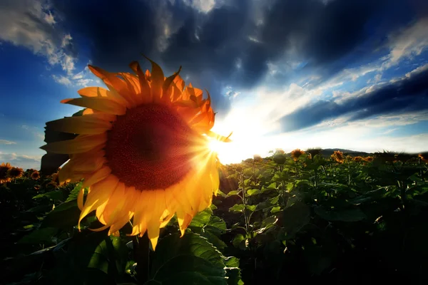 Sonnenblumen hdr Landschaft — Stockfoto