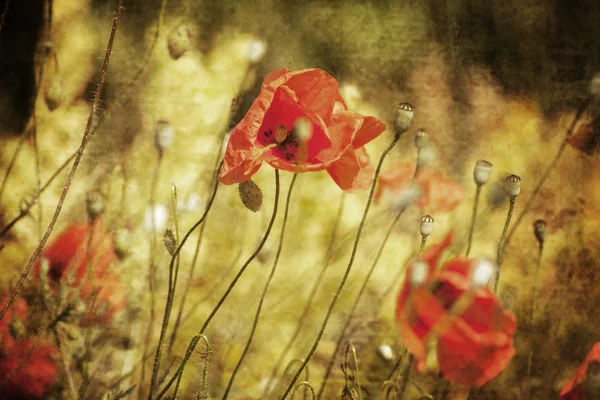 红色纹理的野生花卉 — 图库照片