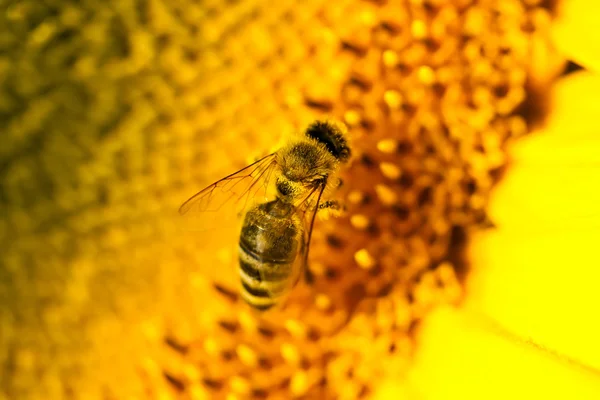 Makro včela — Stock fotografie